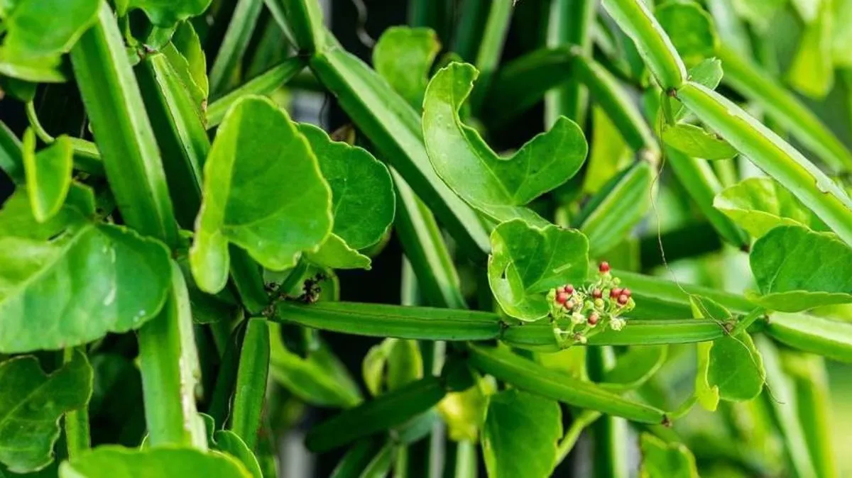 எலும்புகளை வலுப்படுத்தும் பிரண்டை சட்னி – மருத்துவர் சிவராமன் பரிந்துரைத்த ஆரோக்கிய ரெசிபி!