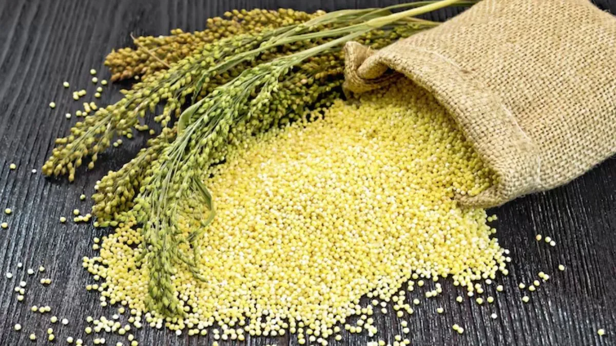 திணை அரிசி.. உடலை உறுதியாக வைத்திருக்கும் இயற்கை சூப்பர்ஃபுட்.!