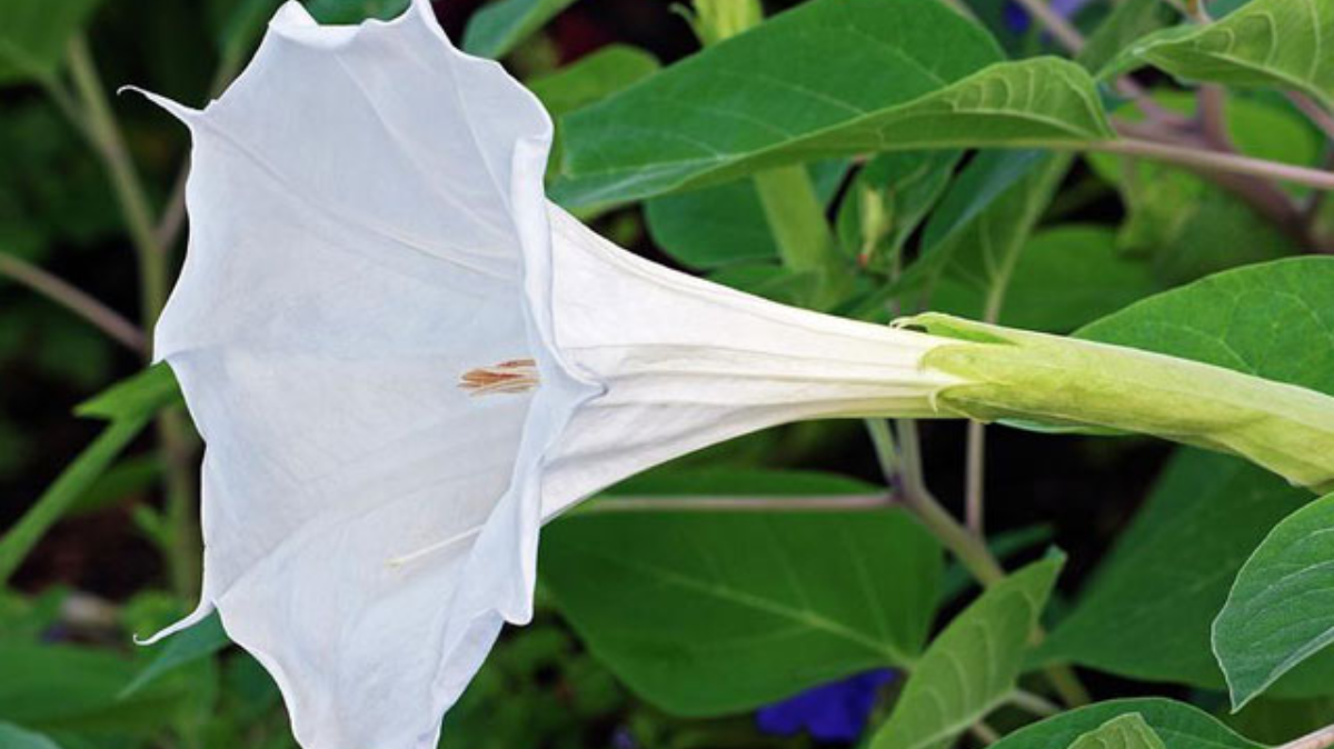 ஆறாத சர்க்கரை நோய் புண்களுக்கு வெள்ளை ஊமத்தம்.! நன்மைகளை விளக்கும் மருத்துவர்..