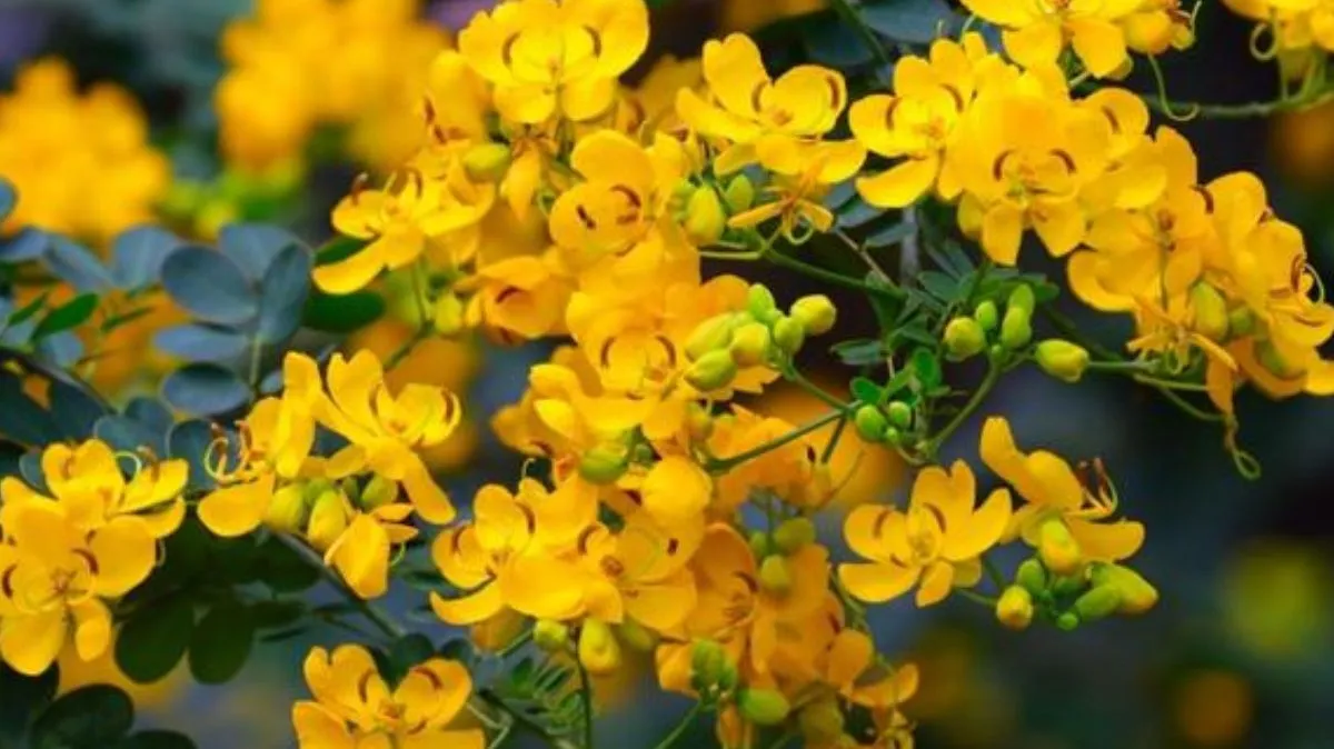 அழகை அள்ளித்தரும் ஆவாரம்பூ! முக பொலிவுக்கு இப்படி யூஸ் பண்ணுங்க..