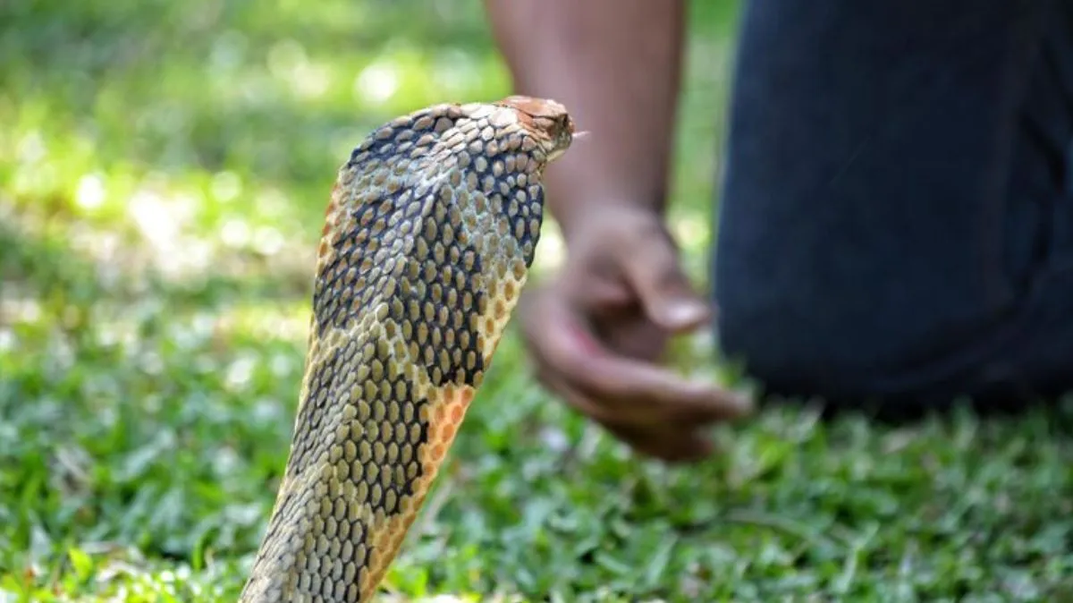 பாம்பு கடித்தால் பதற்றப்பட வேண்டாம்.. செய்யவேண்டியது – செய்யக்கூடாதது பற்றி மருத்துவர் சரண்யா விளக்கம்..