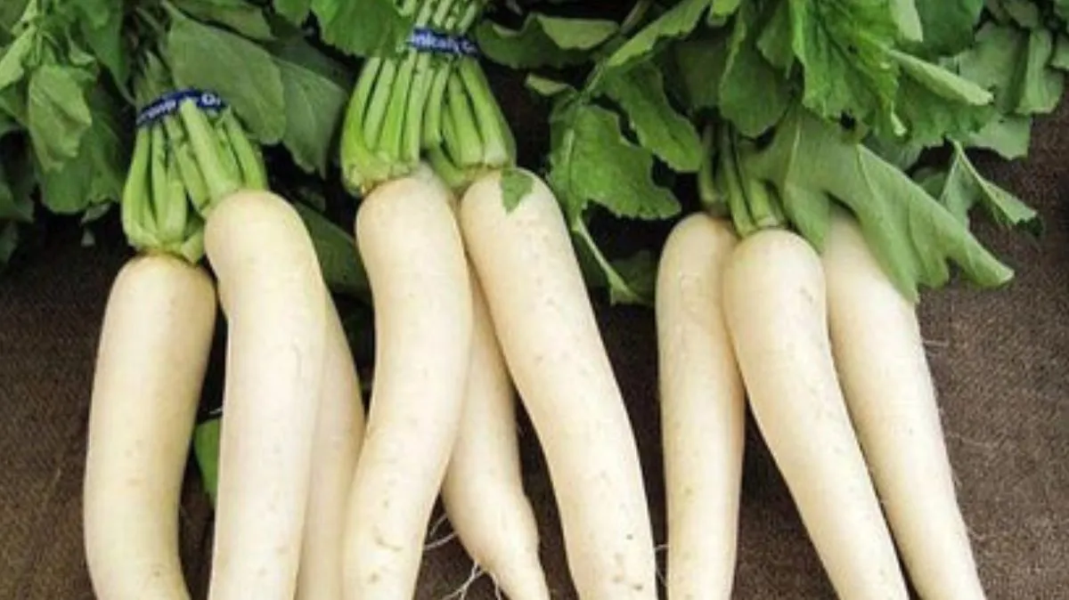 ஆண்களுக்கு முள்ளங்கி என்ன பண்ணும் தெரியுமா.? இனப்பெருக்க திறன் முதல் உடல் தொனி வரை பல நன்மைகள்.!