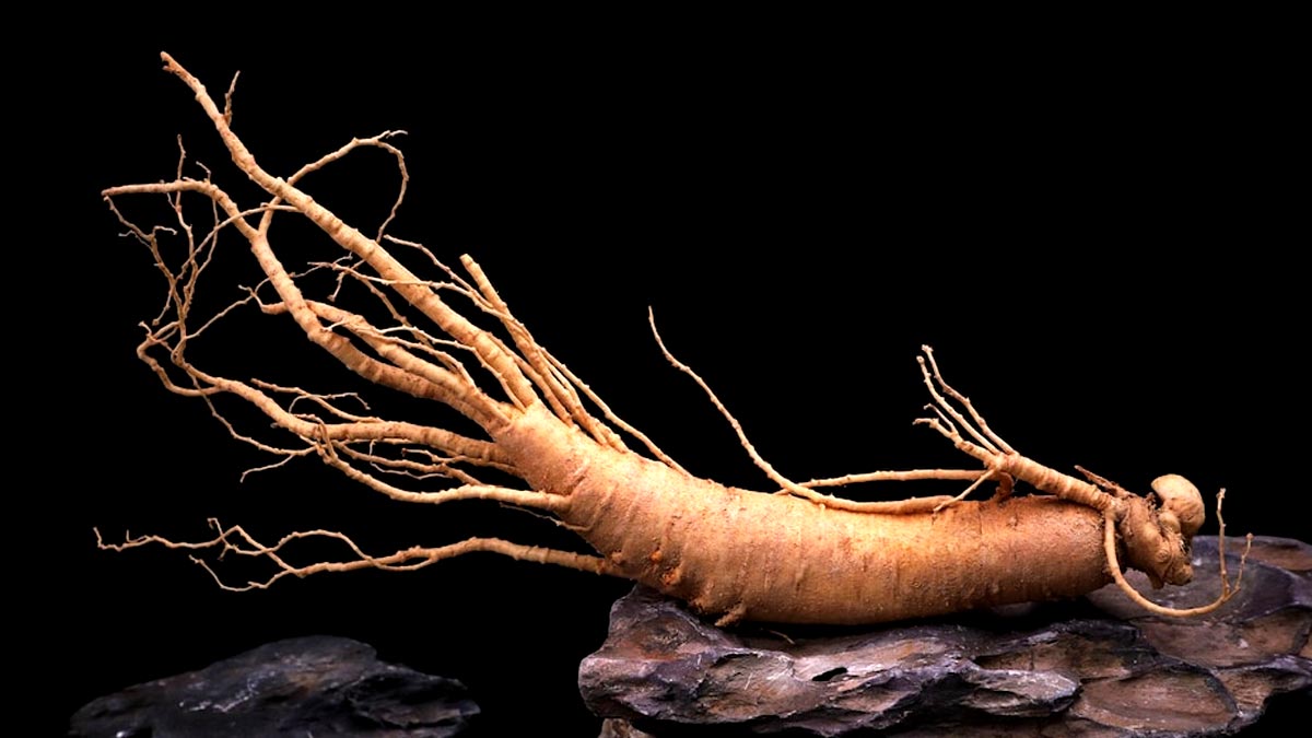 Ginseng Benefits: ஜின்செங் மூலிகை கேள்விப்பட்டதுண்டா? இதனில் இருக்கும் ஏராளமான நன்மைகள் பற்றி அறிவீரா?
