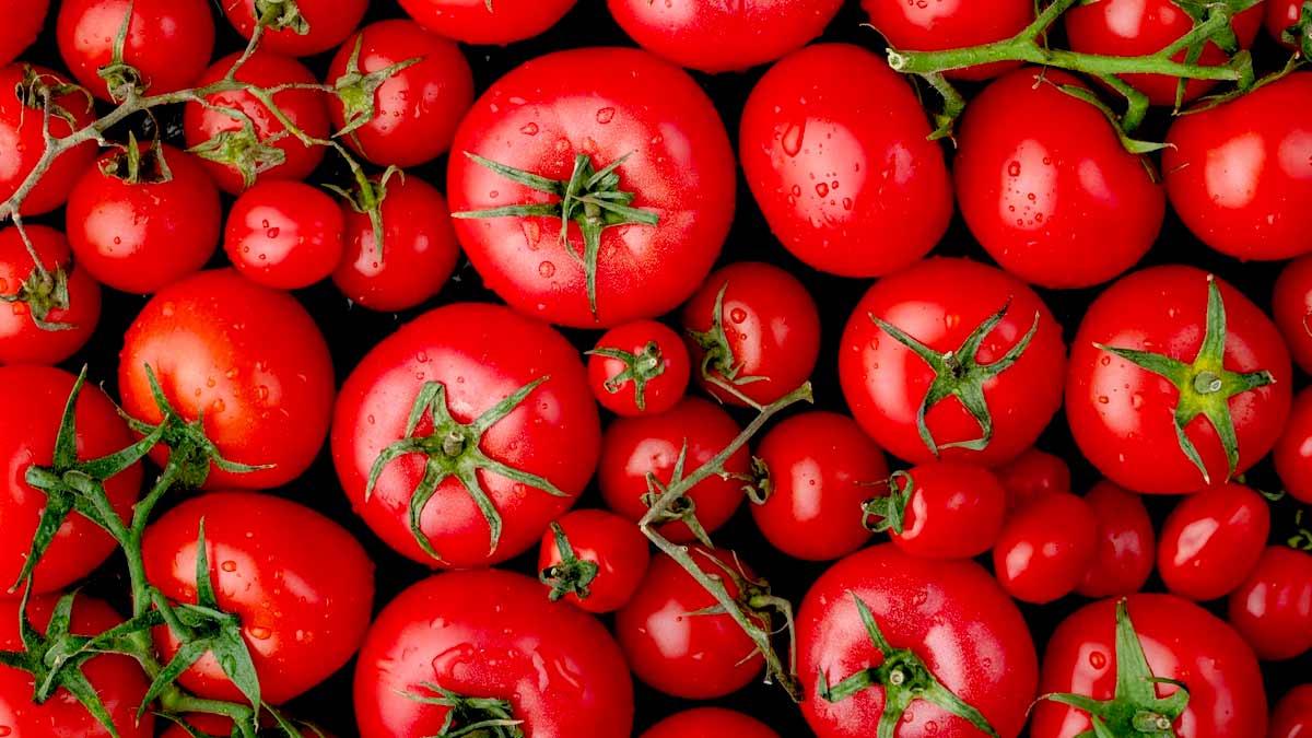 Tomato Benefits: கொலஸ்ட்ரால் அளவைக் குறைக்க தக்காளி உதவுமா?