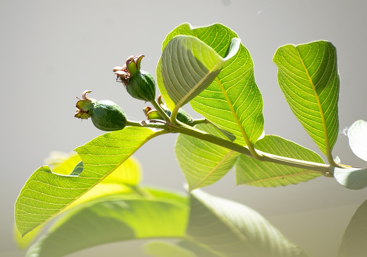 Guava Leaves Benefits: மழைக்காலத்தில் கொய்யா இலையை சாப்பிட்டால் இவ்வளவு நன்மையா?