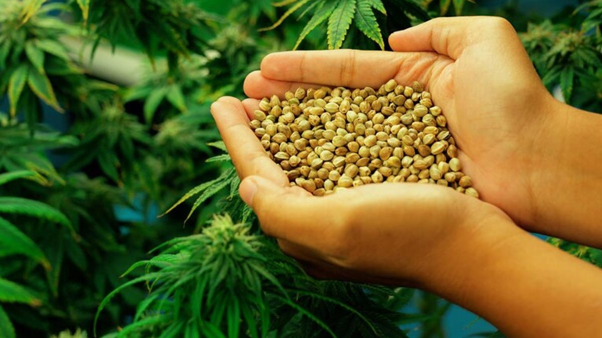 Hemp Seed Benefits: ஆரோக்கியமான சணல் விதைகள் தரும் அற்புத நன்மைகள்