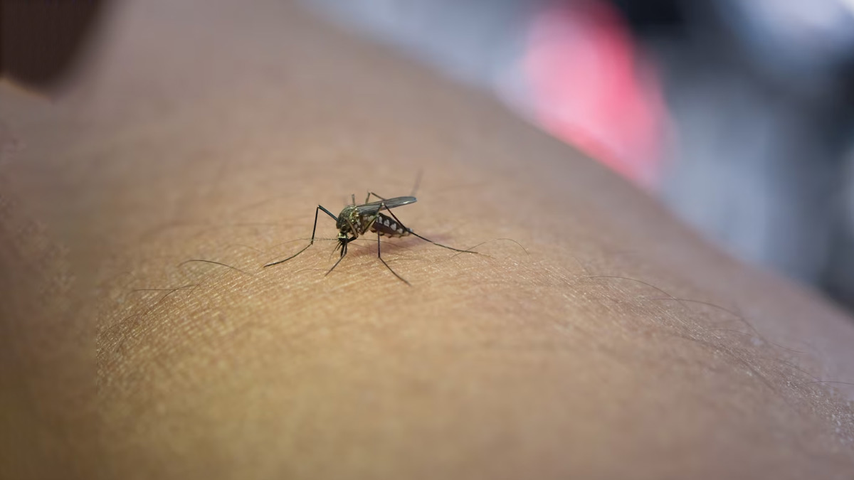 Dengue Fever: மழைக்காலத்தில் டெங்குவில் இருந்து உங்களை பாதுகாப்பது எப்படி?