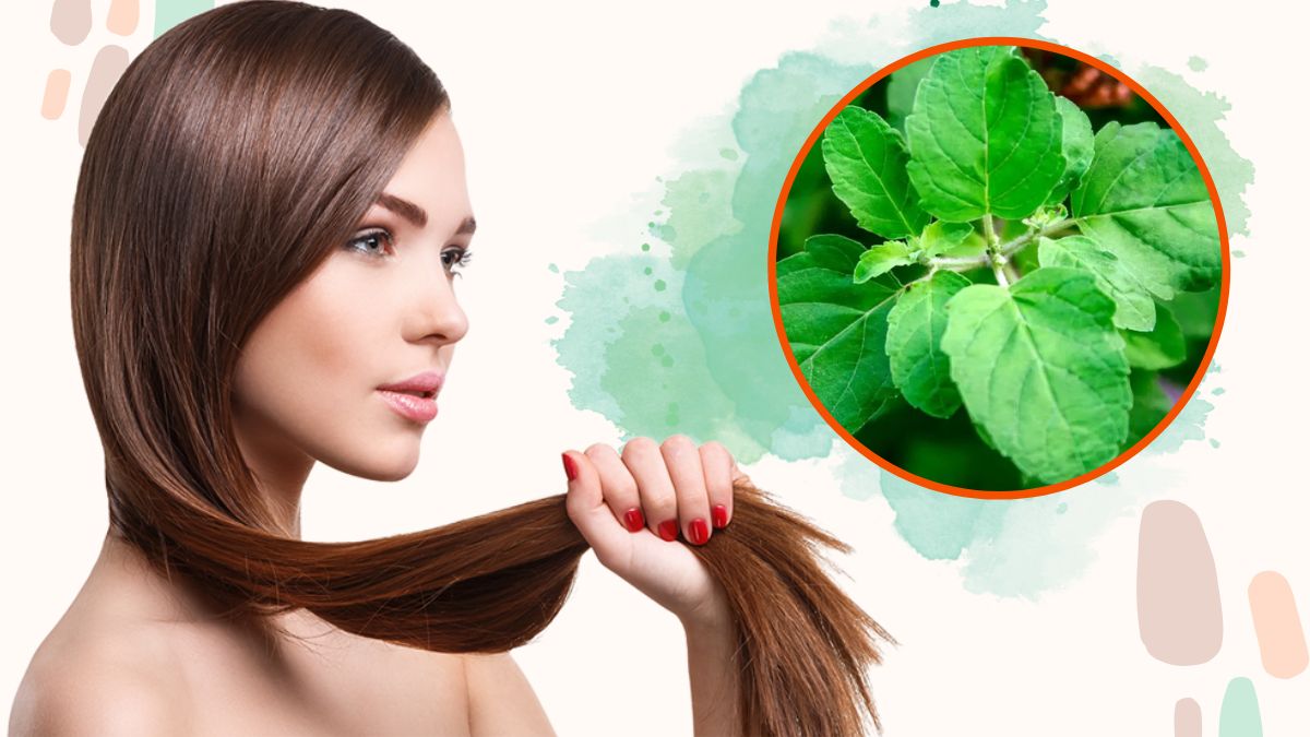 Tulsi For Hair: கரு கருன்னு அடர்த்தியான கூந்தல் வேண்டுமா? துளசியை இப்படி யூஸ் பண்ணுங்க