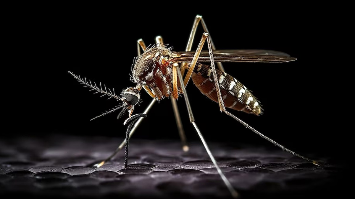 Dengue Mosquito: புடிங்கடா இவன! டெங்குவை பரப்பும் கொசு இது தான்! எப்படினு பாருங்க
