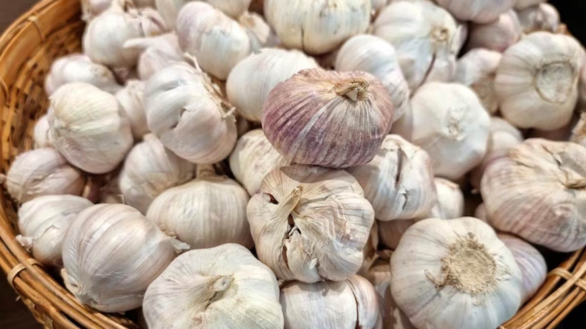 Garlic Side Effects: பூண்டு அதிகம் சாப்பிட்டால் என்னென்ன விளைவுகள் வரும் தெரியுமா?
