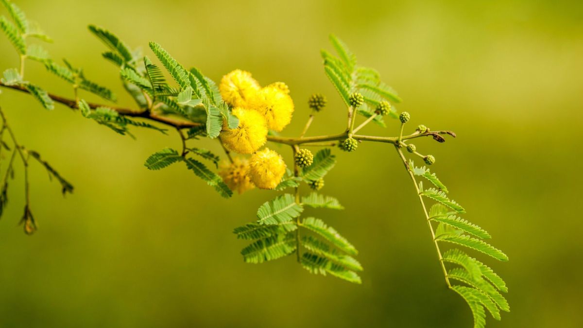 Health Benefit of Acacia: இந்த 4 உடல் பிரச்சனையால் அவதிப்பட்டால் கருவேலமரம் பட்டையை இப்படி யூஸ் பண்ணுங்க!