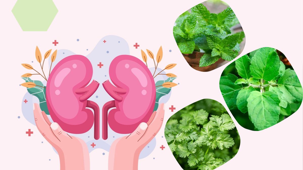 Kidney Cleansing Herbs: சிறுநீரகத்தை ஆரோக்கியமாகவும், சுத்தமாகவும் ...