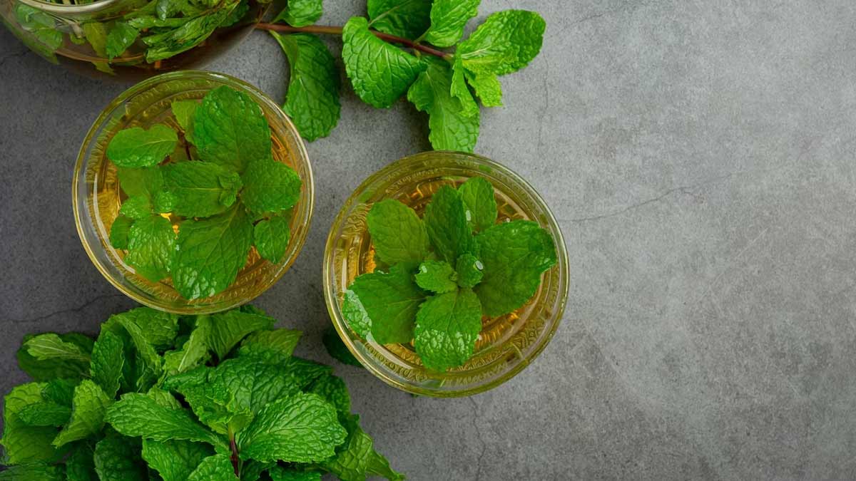 Tulsi Water: தினசரி துளசி தண்ணீர் குடிப்பதால் கிடைக்கும் ஆரோக்கிய நன்மைகள்!