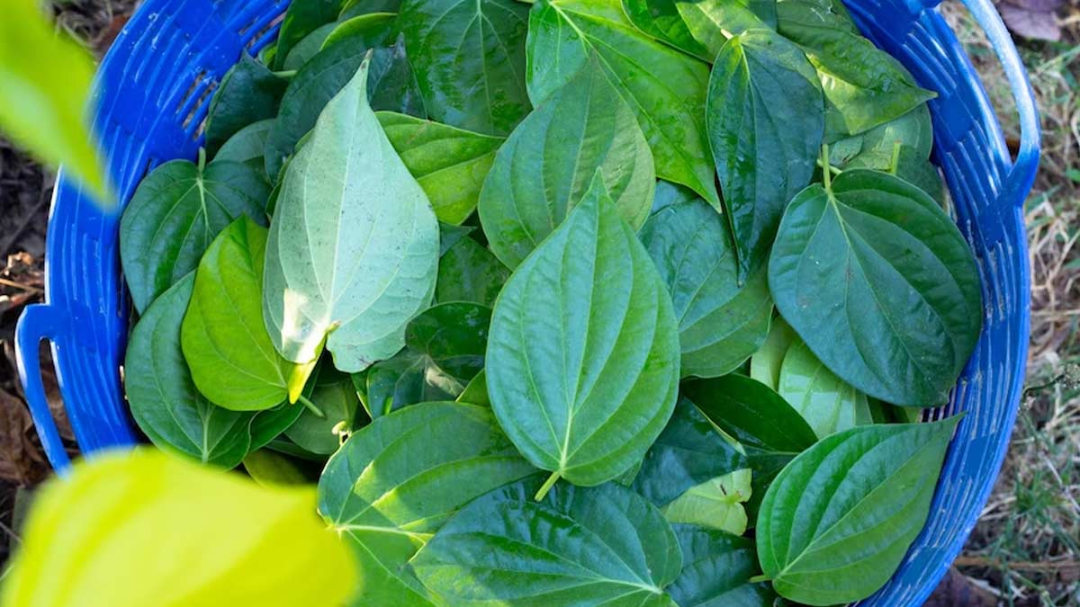 Betel Leaf Benefits: தோல் பராமரிப்புக்கு வெற்றிலை இவ்வளவு நல்லதா?
