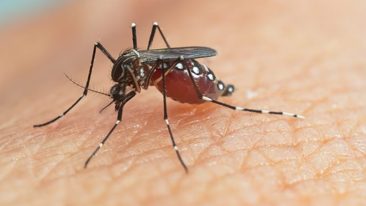 Dengue Symptoms: பரவி வரும் டெங்கு., இந்த அறிகுறிகளை புறணக்கணிக்காதீர்கள்!