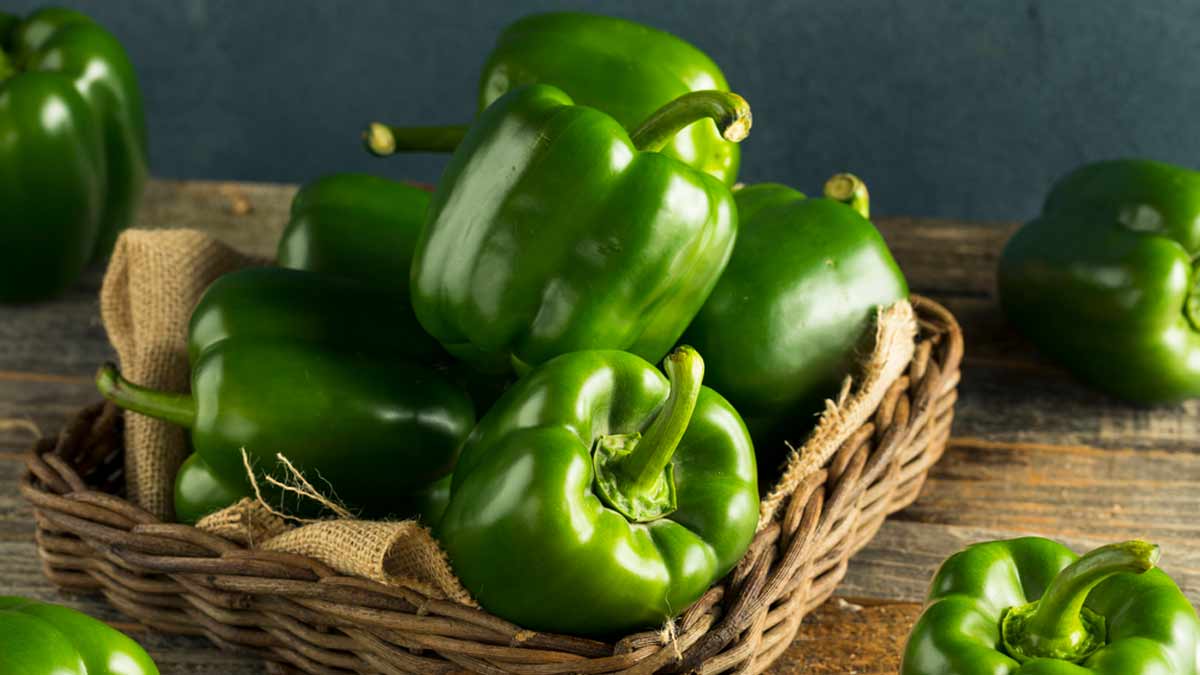Capsicum Side Effects: கேப்சிகம் அதிகமாக சாப்பிடுவது உடலுக்கு எவ்வளவு ஆபத்து தெரியுமா?