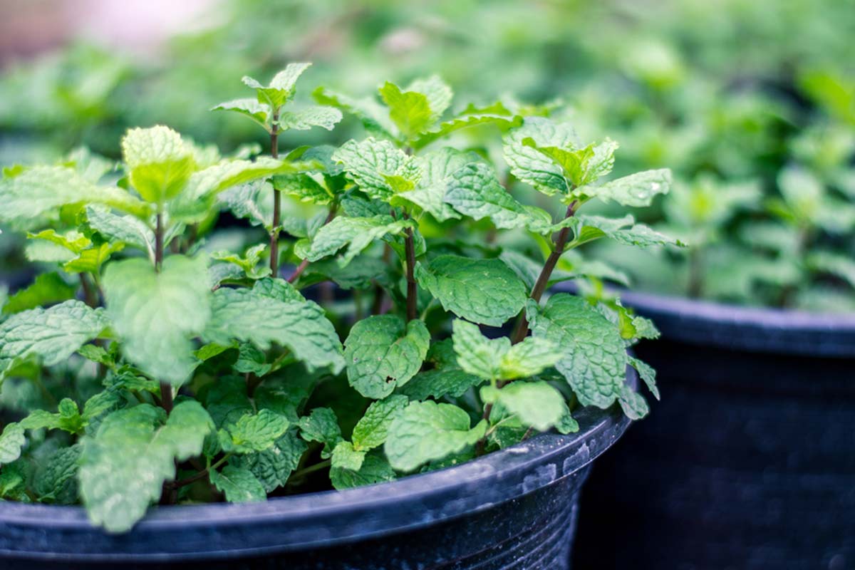Mint Leaves: யூரிக் ஆசிட் அளவை சட்டுனு குறைக்க… புதினா இலையை இப்படி பயன்படுத்துங்க!