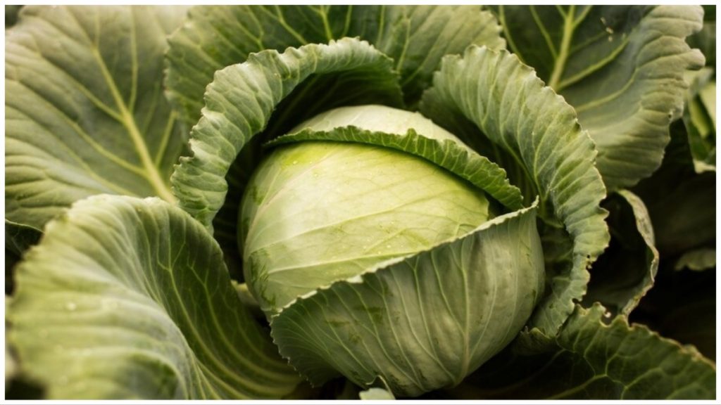 best-anti-aging-foods-to-look-younger 