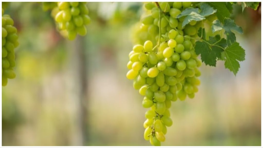 best-anti-aging-foods-to-look-younger 
