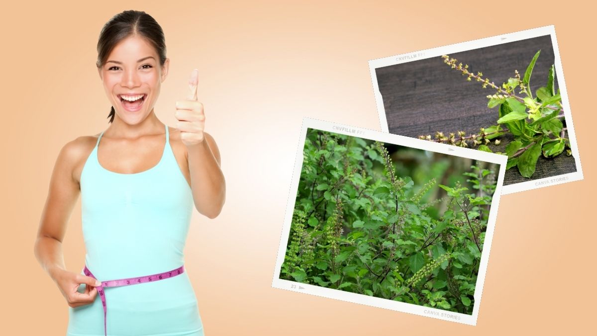 Basil Seeds For Weight Loss