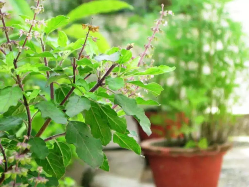 Five ayurvedic medicinal leaves and their uses in tamil
