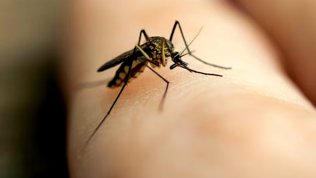 Dengue Fever Precautions: உங்களுக்கு டெங்கு இருக்கா? அப்ப இத செய்யுங்க.