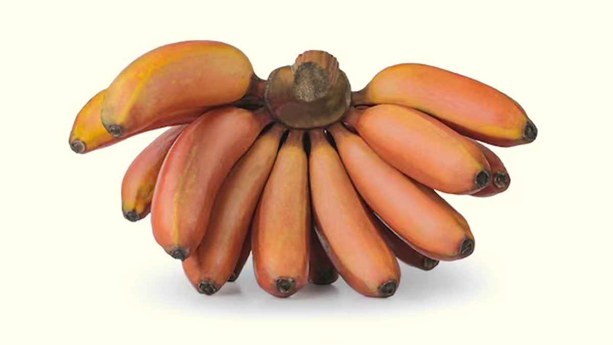 Benefits Of Red Banana: தினமும் ஒரு செவ்வாழை போதும்! பல ஆரோக்கியம் கிட்டும்..