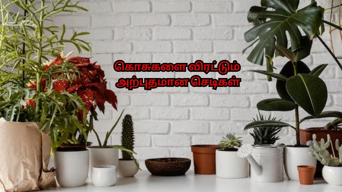 கொசுக்களுடன் தூக்கமில்லா இரவுகளா? இந்த செடிகளை வளர்த்தால் போதும்!