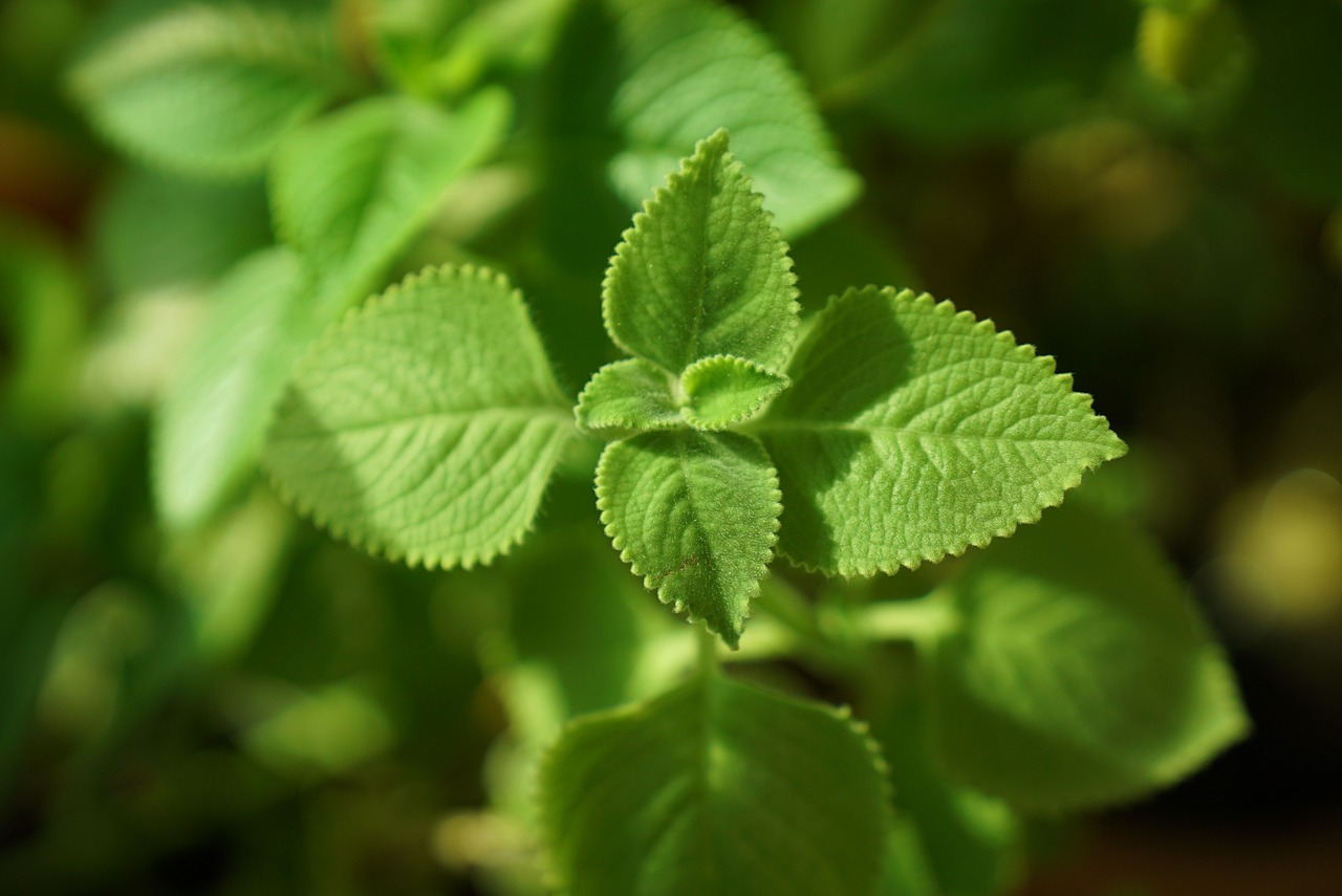 Karpooravalli Benefits: இருமல் முதல் இதய நோய்வரை பல பிரச்சினைகளை நீக்கும் ஓமவல்லி இலை!