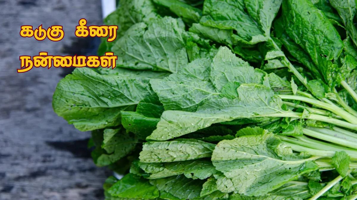 குளிர்காலத்தில் எவ்ளோ ஓவரான வெயிட்டையும் அசால்டாக குறைக்கும் கடுகு கீரை.!