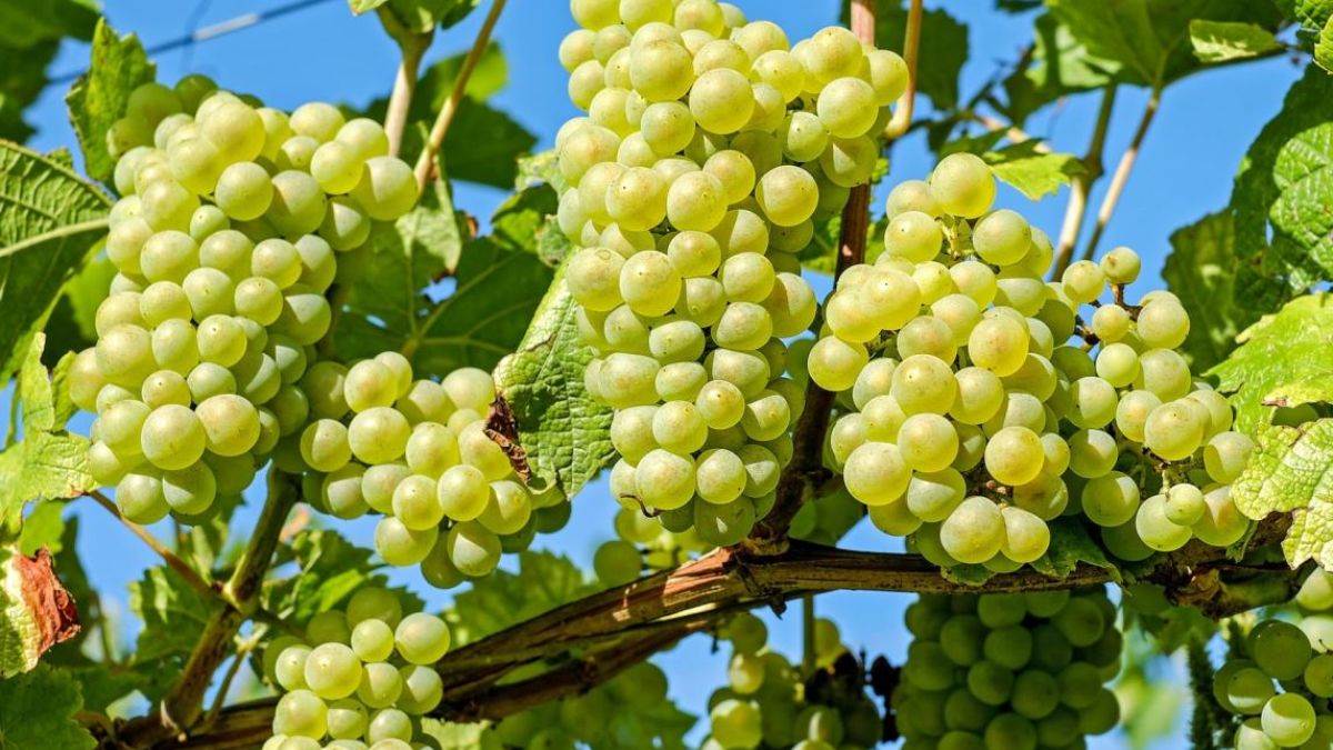 Grapes For Diabetes: சர்க்கரை நோயாளிகள் பச்சை திராட்சை சாப்பிடலாமா? - எவ்வளவு எடுத்துக்கொள்ளலாம்?