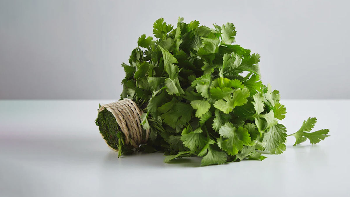 Green Coriander Benefits: வெறும் வயிற்றில் பச்சை கொத்தமல்லி இலையை மென்று சாப்பிடுவது இவ்வளவு நல்லதா?