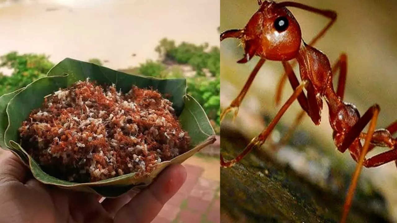 Red Ant Chutney: சிவப்பு எறும்பு சட்னிக்கு புவிசார் குறியீடு; சும்மா இல்லீங்க இவ்வளவு ஆரோக்கிய நன்மைகள் இருக்கு!