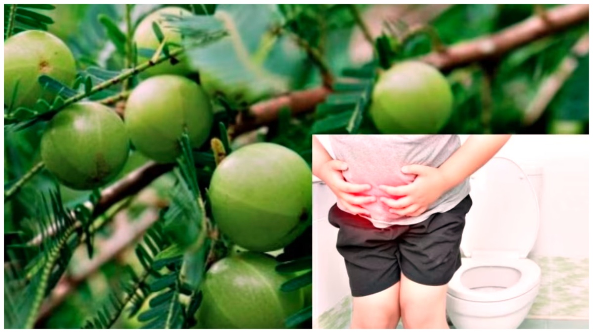 Constipation: மலச்சிக்கல் பிரச்சனையா?… நெல்லிக்காயை இப்படி சாப்பிடுங்கள்!