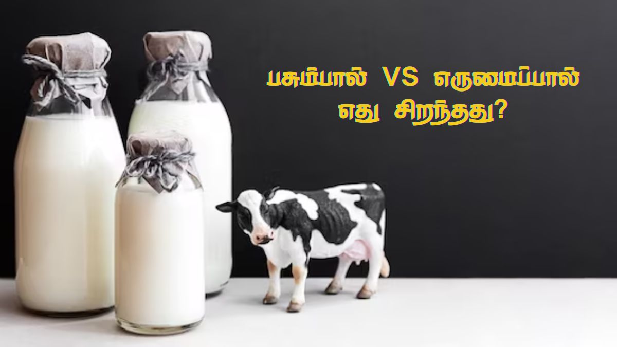 cow-vs-buffalo-milk