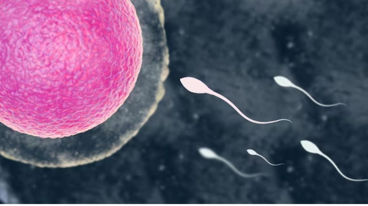 Fertility Boosting Foods: இயற்கையாகவே கருவுறுதலை அதிகரிக்க இந்த 5 உணவுகள் போதும்!