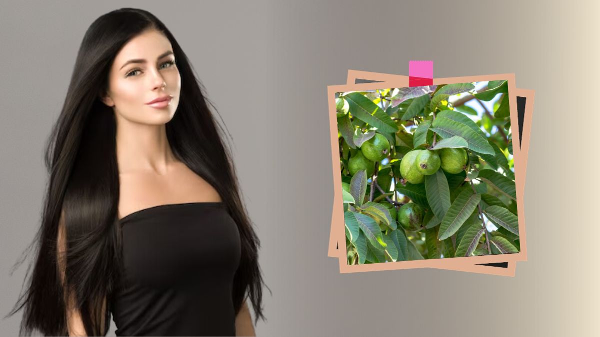 Guava Leaves For Black Hair: வெள்ளை முடி கருப்பாக மாற கொய்யா இலையுடன் இந்த ஒரு பொருளை சேர்த்து பயன்படுத்துங்க.