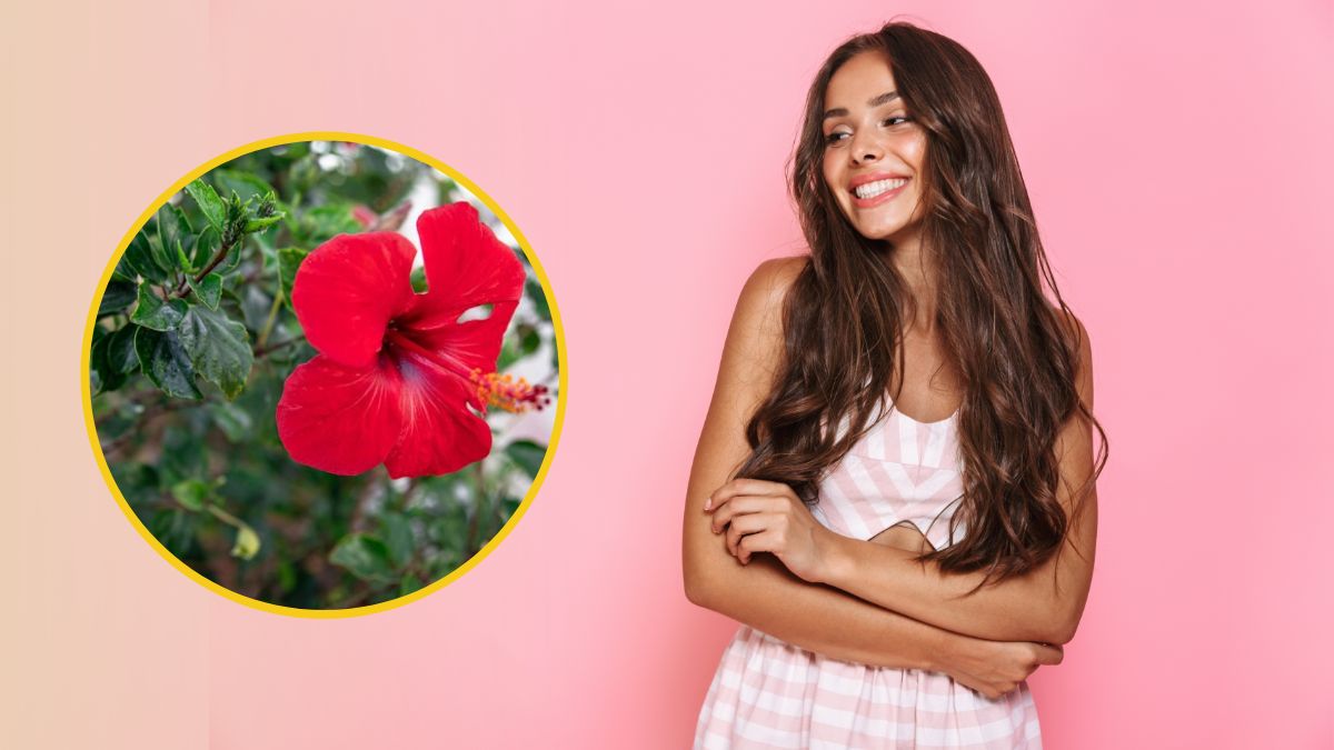 Hibiscus For Hair Growth: முடி கொட்டாம அடர்த்தியா வளர செம்பருத்தியை இப்படி பயன்படுத்துங்க போதும்