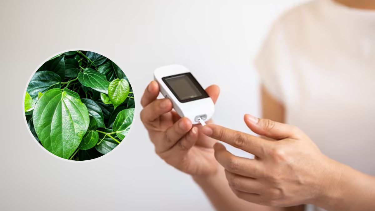 betel-leaves-for-diabetes