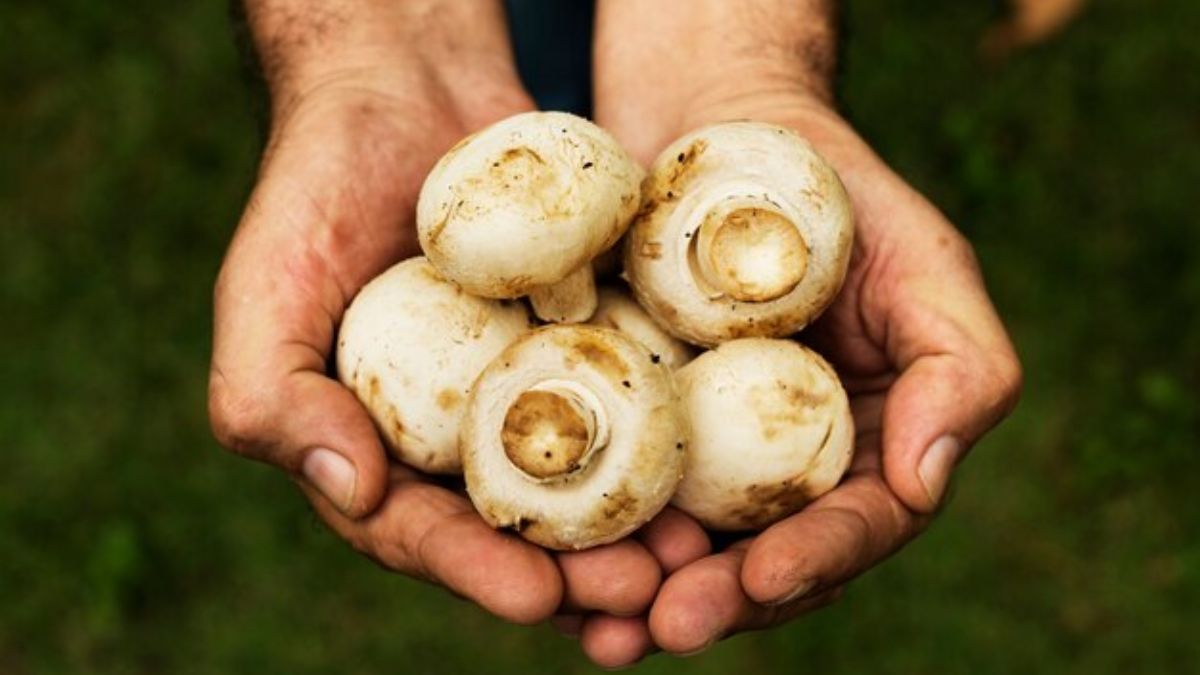 Mushroom Health Benefits: இது தெரிஞ்சா இனி நீங்க தினமும் காளான் சாப்பிடுவீங்க