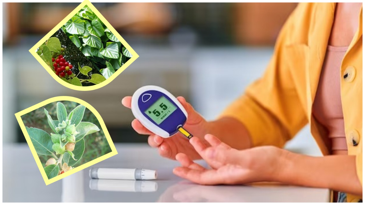 Remedies for Diabetes: சர்க்கரை வியாதியை சட்டென விரட்ட… இந்த 5 மூலிகை இலைகள் போதும்!
