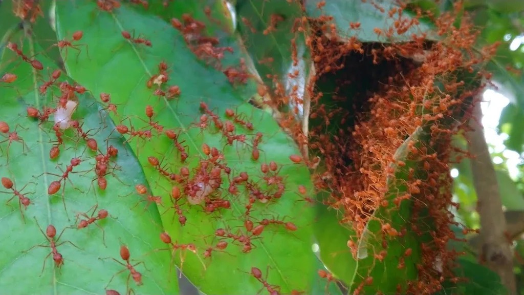 Red Ant Chutney