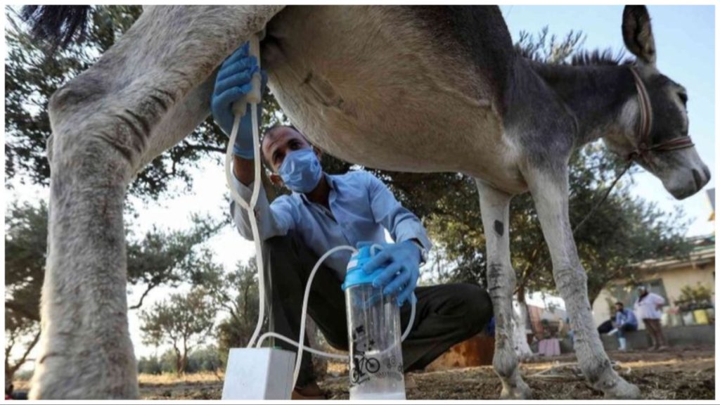 the-amazing-health-benefits-of-donkey-milk