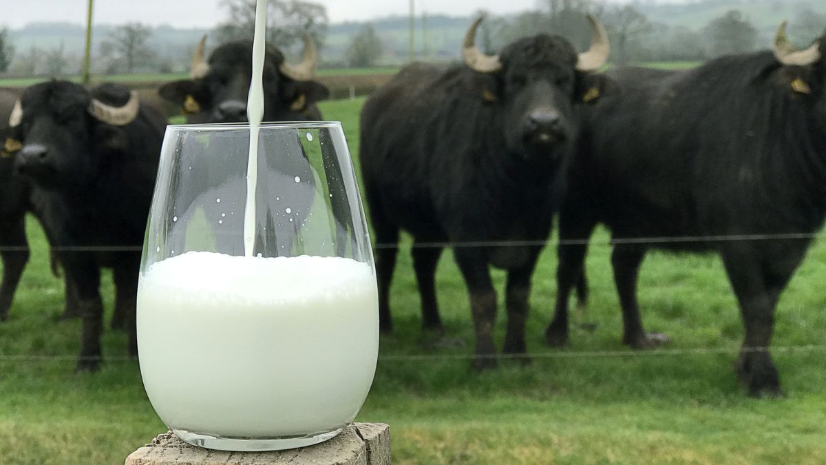 Side Effects of Milk: எச்சரிக்கை… தினமும் 3 கிளாசுக்கு மேல் பால் குடித்தால் ஆபத்து!