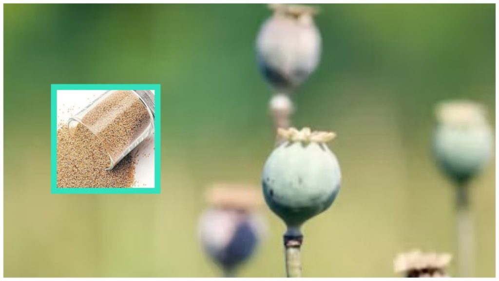 health-benefits-of-using-poppy-seeds-in-your-diet