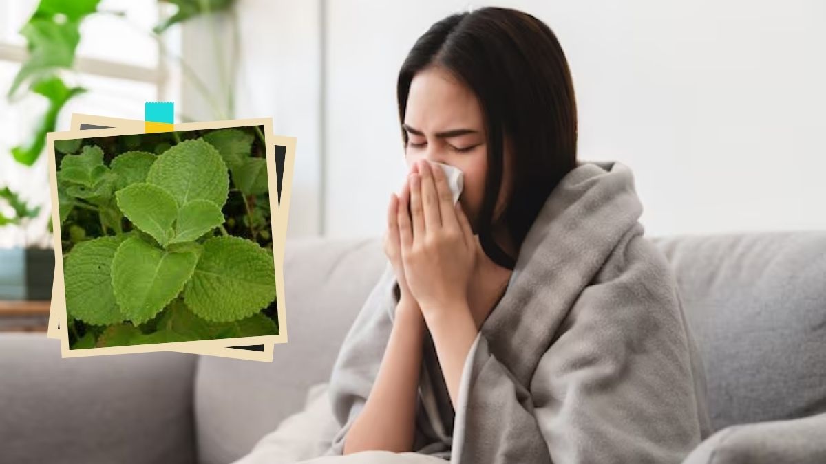 karpooravalli-leaf-for-cold