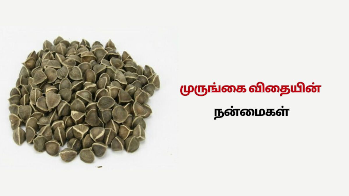 Drumstick Seeds: நீரிழிவு முதல் ஆஸ்துமா மேலாண்மை வரை.. முருங்கை விதையின் நன்மைகள் இங்கே..