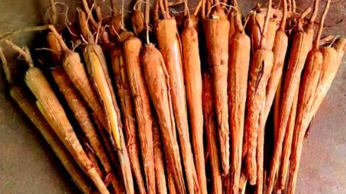 Panam Kizhangu Benefits: பனங்கிழங்கு உடம்புக்கு எவ்ளோ நல்லது தெரியுமா?