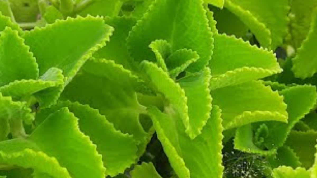 Omavalli Leaf: வியப்பூட்டும் பலன்தரும் ஓமவல்லி இலை.!