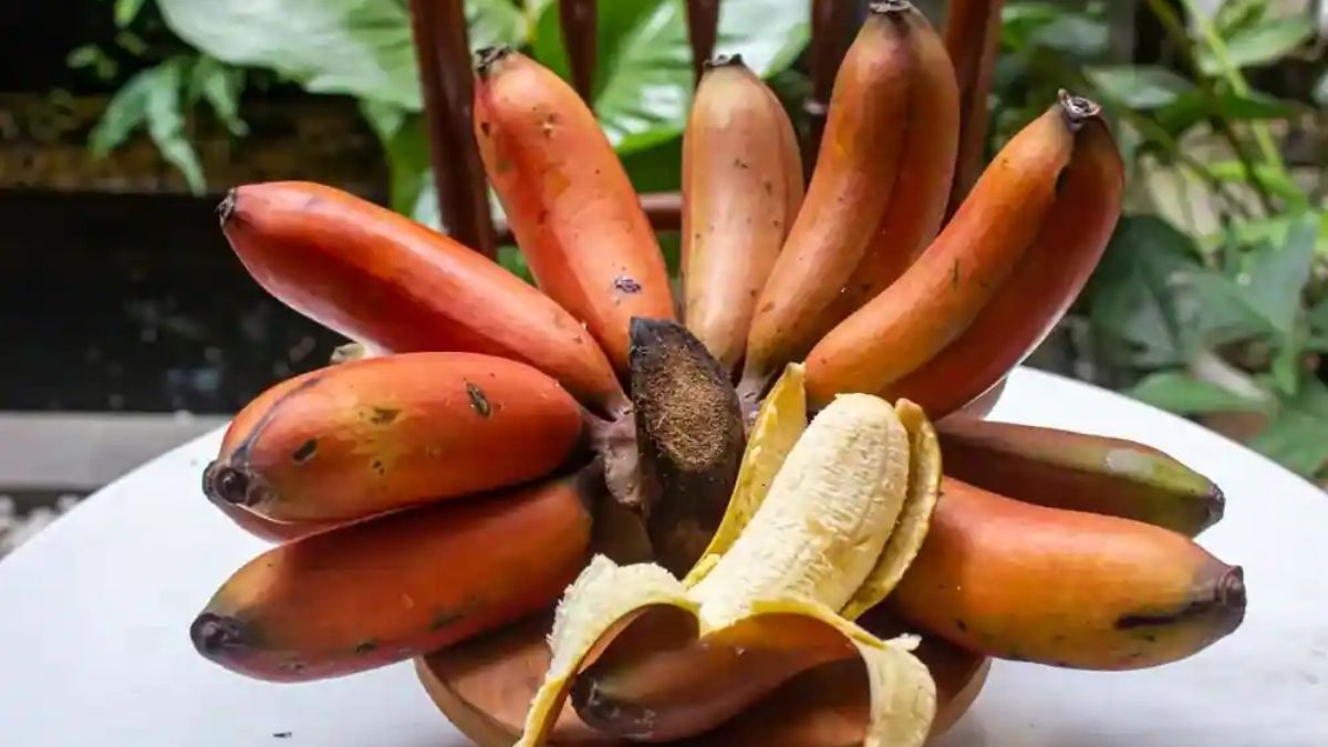Red Banana Benefits: இதய ஆரோக்கியம் முதல் எடை இழப்பு வரை பல நன்மைகளை தரும் செவ்வாழை!